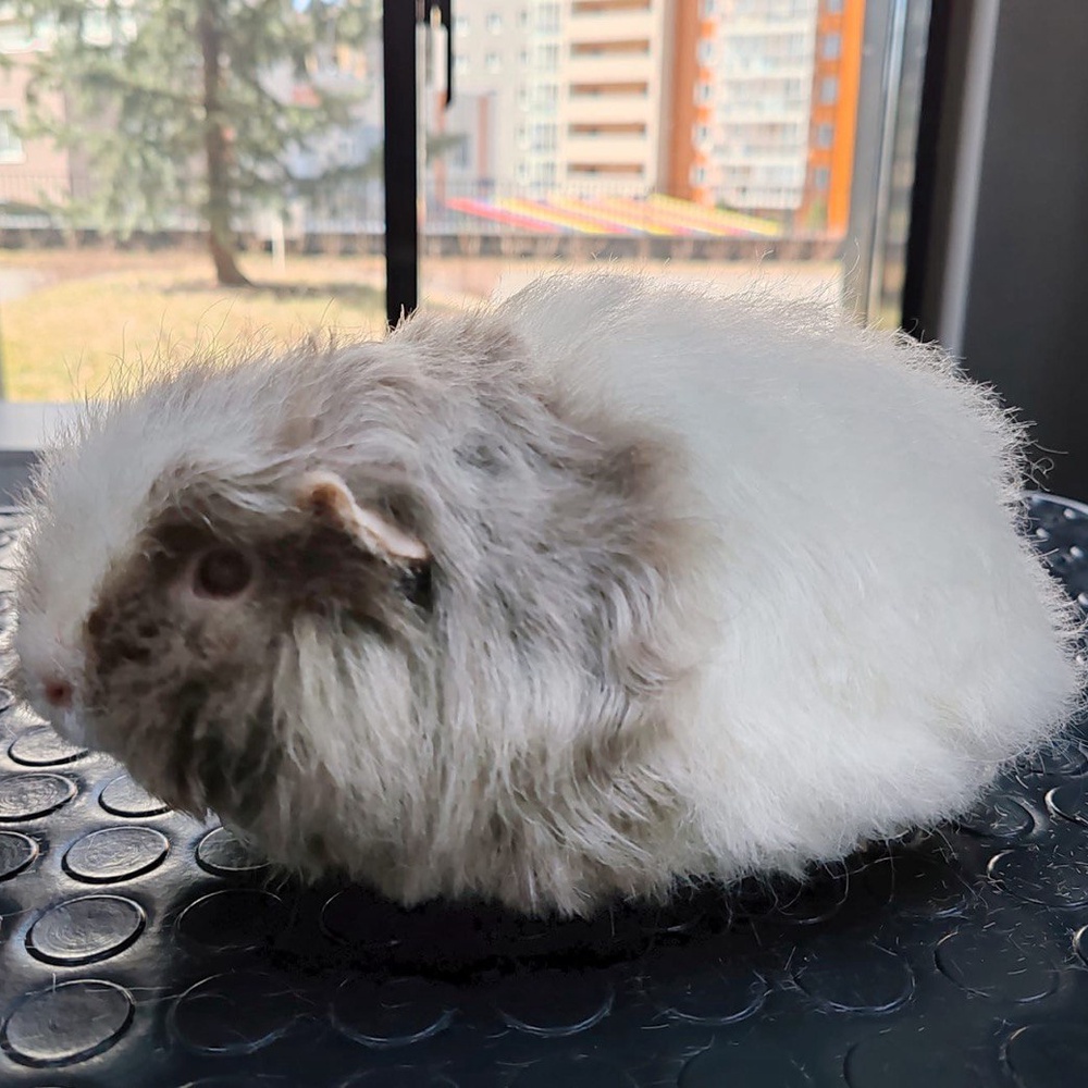 Pet Project: Ваш питомец - наш любимый проект!